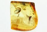 Detailed Fossil Long-Legged Fly (Dolichopodidae) in Baltic Amber #357798-1